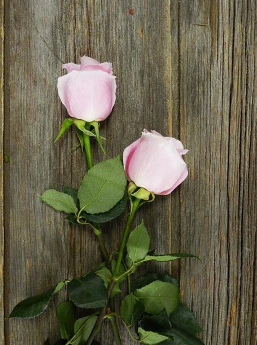 ROSITA VENDELA  PINK ROSES